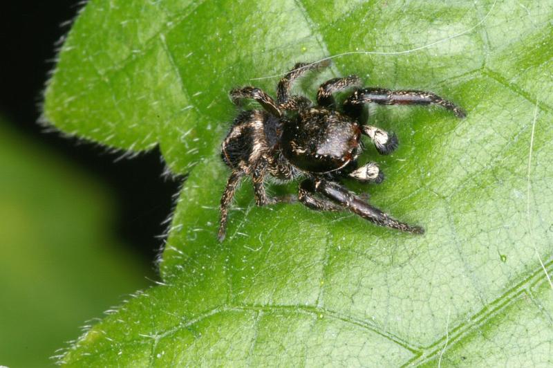 Pellenes_tripunctatus_D3056_Z_88_NP De Hoge Veluwe_Nederland.jpg